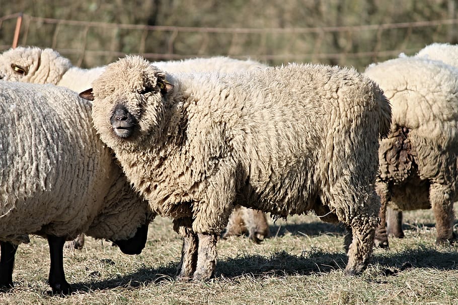 sheep, wool, wool sheep, fur, pasture, winter, animals, agriculture, HD wallpaper