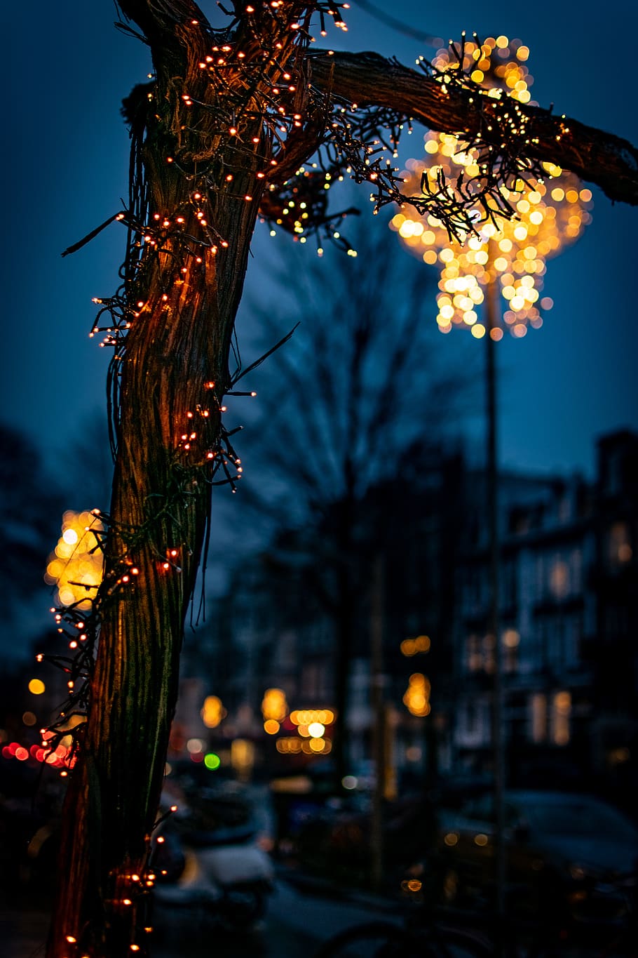 turned-on string lights in tree, lighting, vehicle, car, automobile HD wallpaper