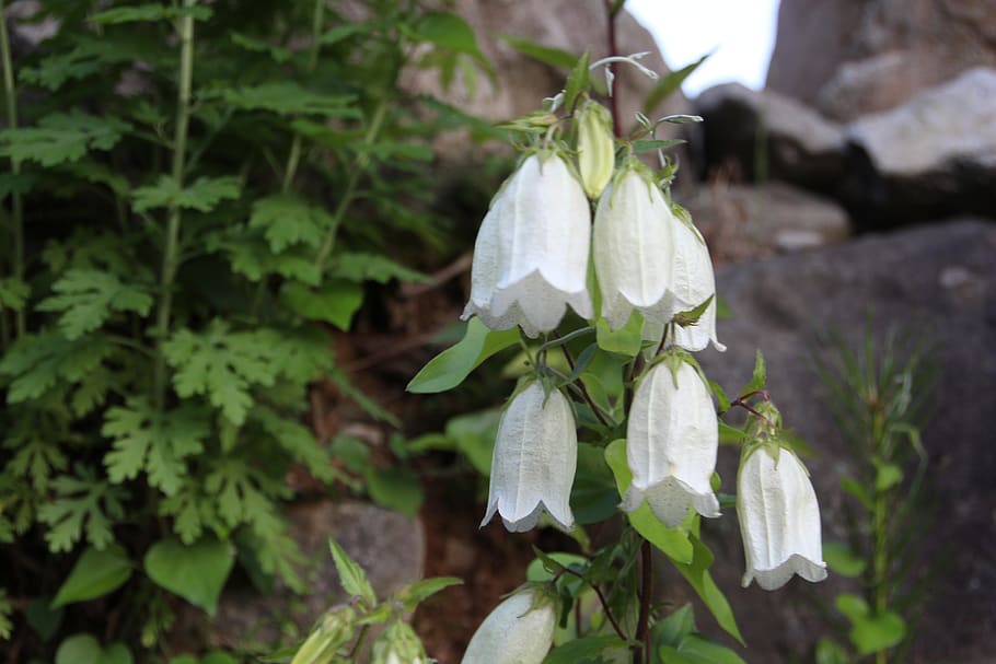 lanterns, flowers, plants, growth, beauty in nature, leaf, plant part HD wallpaper