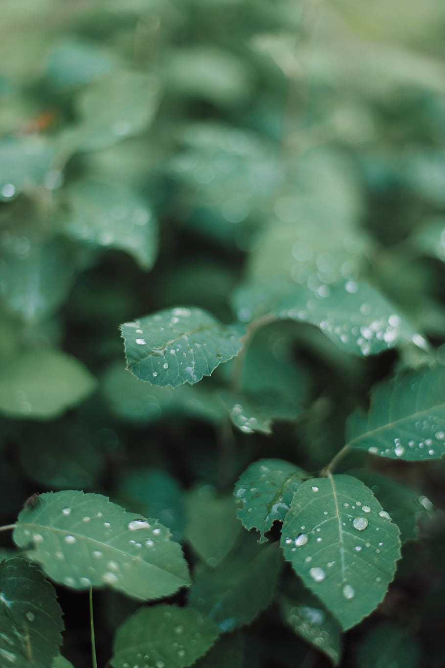 latvia, forest, green, leaf, rain drops, plant part, growth HD wallpaper