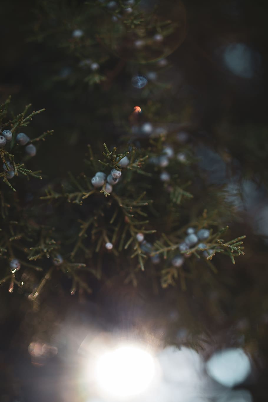 united states, redmond, plant, tree, selective focus, day, growth HD wallpaper
