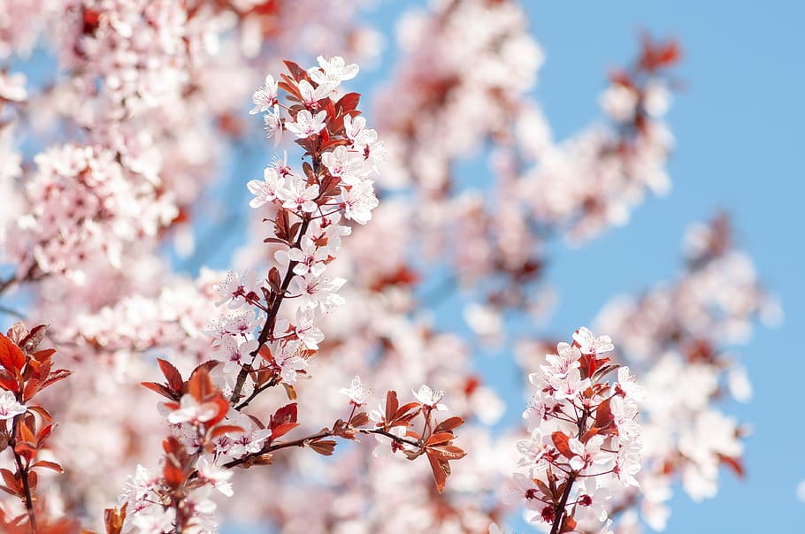 spring, flowers, cherry, nature, tree, april, flowering, sky HD wallpaper