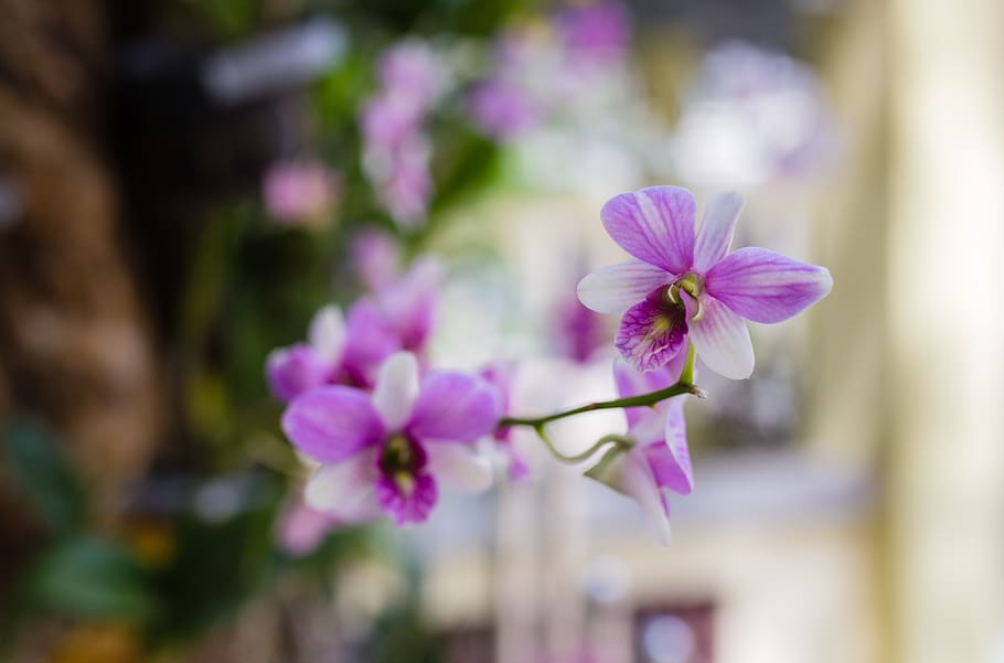 flower, nice, orchids, page, rolling, flowering plant, fragility HD wallpaper