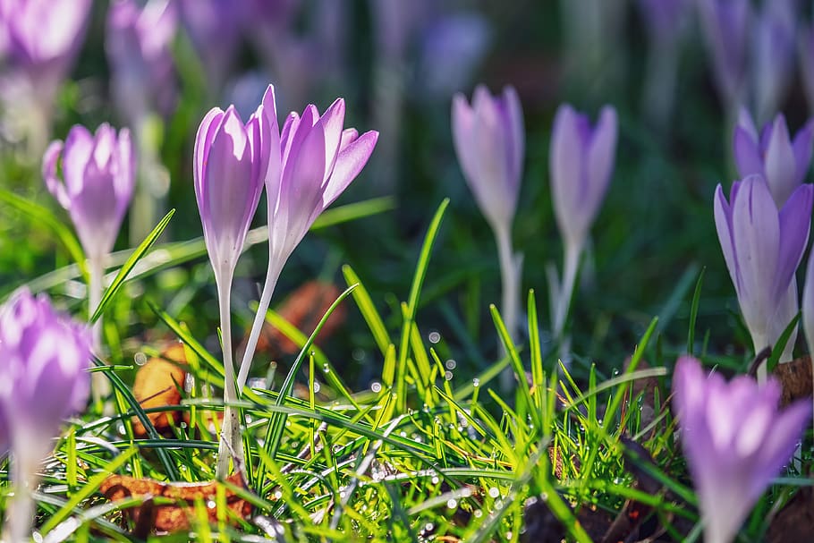 crocus, flower, blossom, bloom, purple, violet, flora, spring HD wallpaper