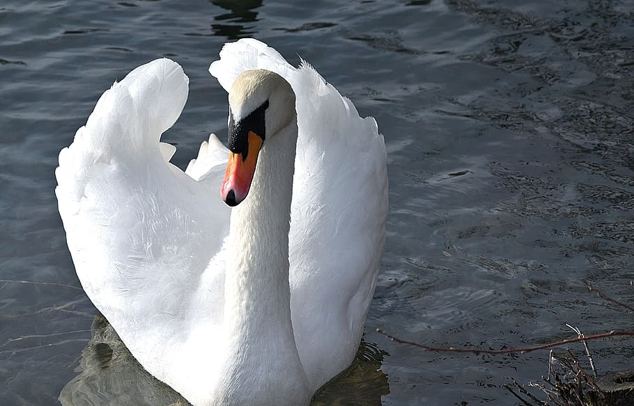 swan, white, elegant, backlighting, waters, swim, animal portrait HD wallpaper