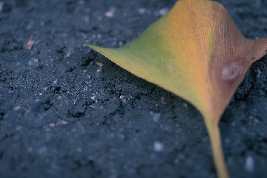nature, street, leaf, lonely, fall, close-up, no people, plant part HD wallpaper