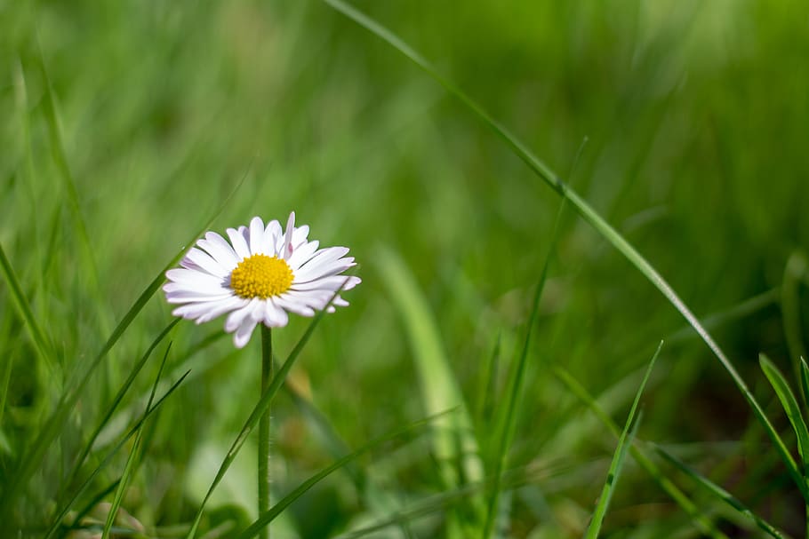 daisy, flower, macro, meadow, grass, wallpaper, spring, green HD wallpaper