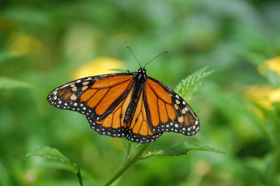 Brown Black White Butterfly on Green Leaf Plant, bug, insect HD wallpaper