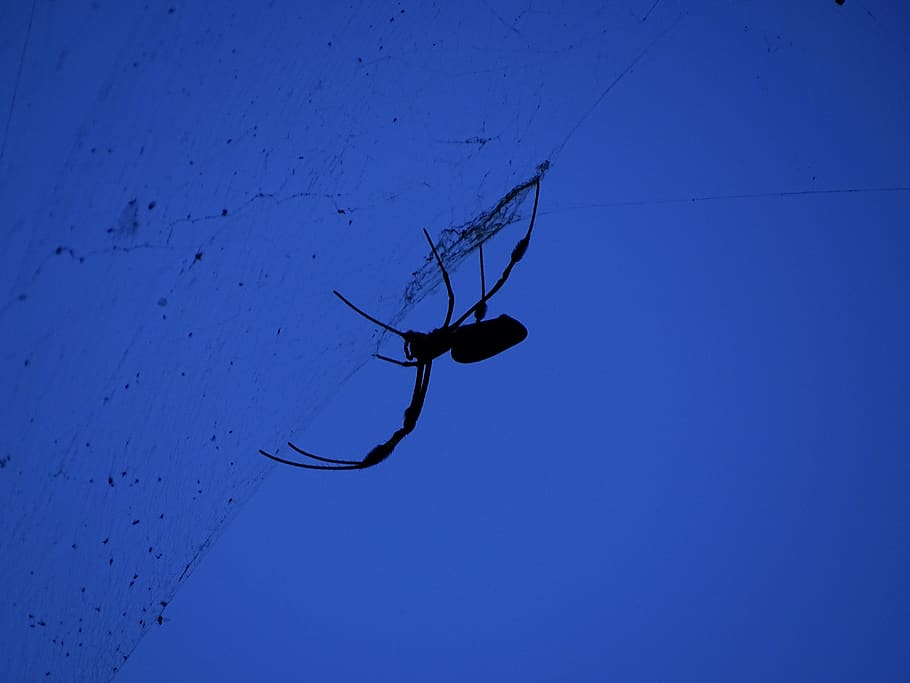 spider, network, web, silhouette, insects, nature, trap, spider webs HD wallpaper