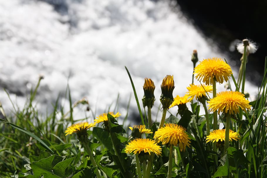 spring, dandelion, waterfall, blossom, bloom, yellow, nature HD wallpaper
