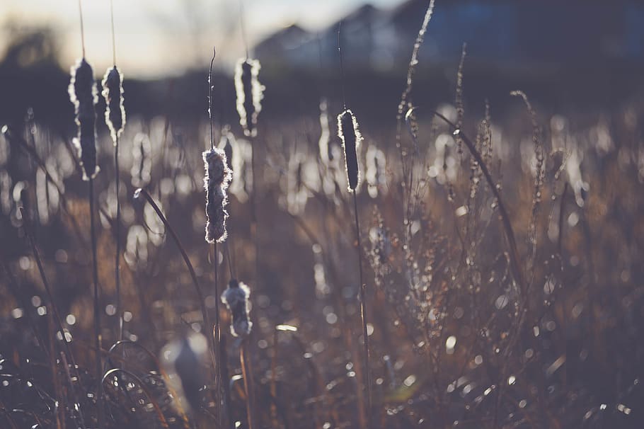 reeds, marsh, cat tail, sunset, plant, focus on foreground HD wallpaper