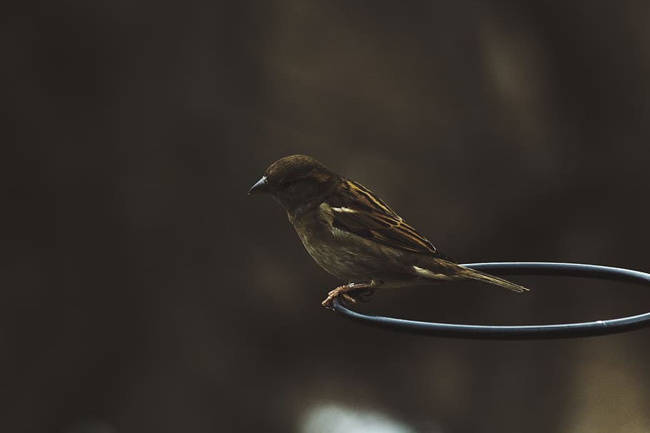 birds, black, brown, animal wildlife, animals in the wild, vertebrate HD wallpaper