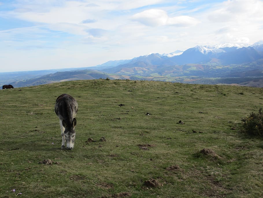 donkey, prairie, pyrénées, mountain, mammal, animal themes HD wallpaper