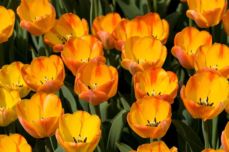 tulip, flower, spring, nature, yellow, red, bloom, flowering plant HD wallpaper