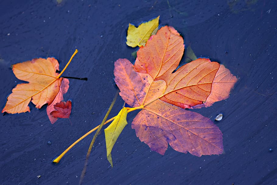 autumn leaf, floating, water, fall leaves, colorful, vein, pattern HD wallpaper