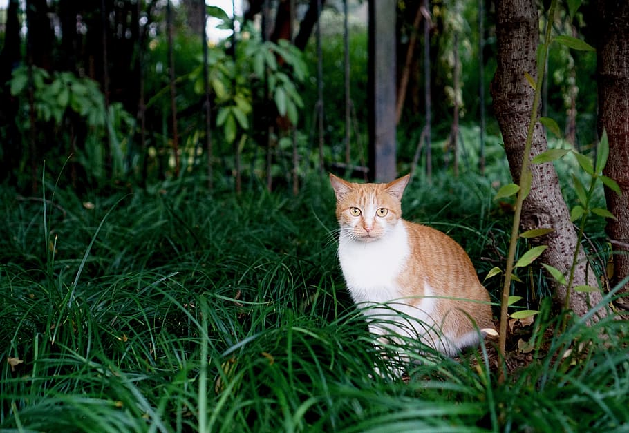 orange cat on grasses, animal themes, mammal, plant, one animal HD wallpaper