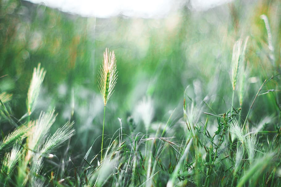 france, plant, growth, green color, field, nature, selective focus HD wallpaper