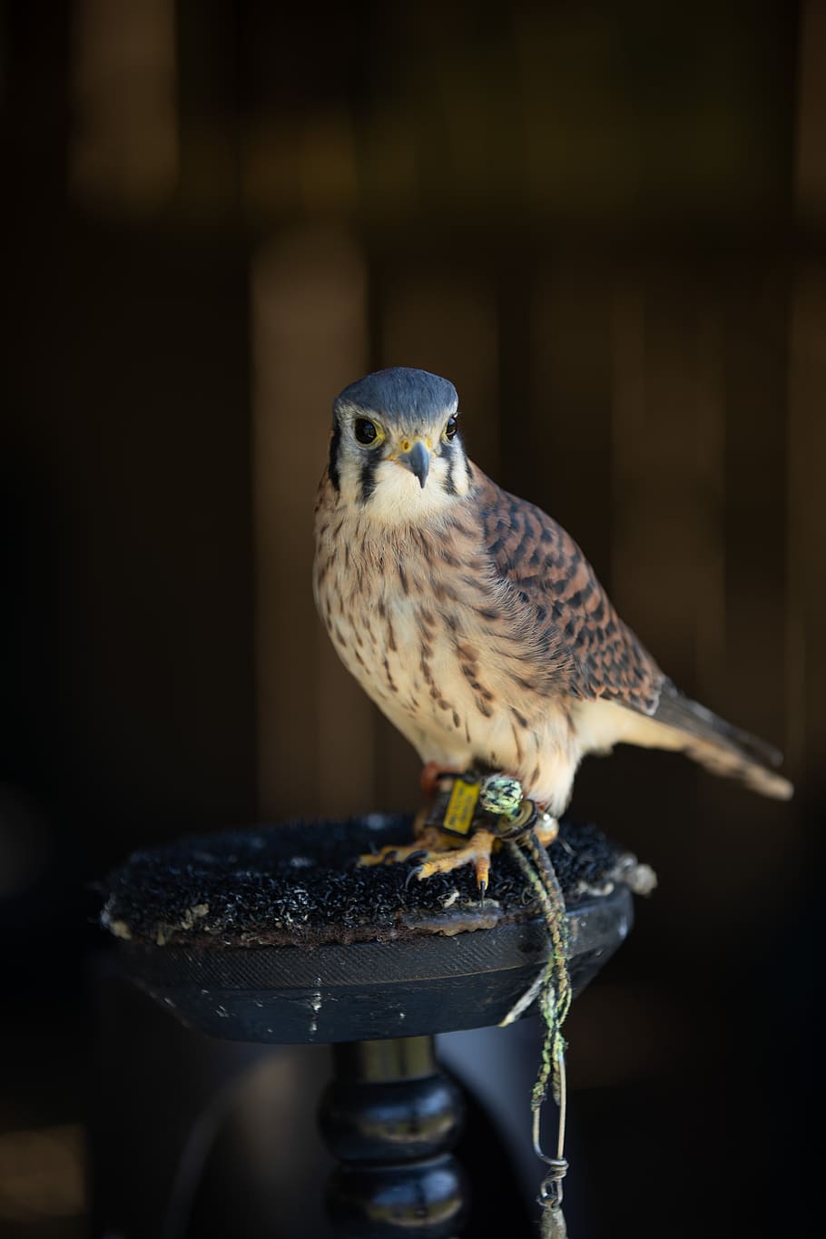 bird, hawk, perched, nature, wild, animal themes, vertebrate HD wallpaper