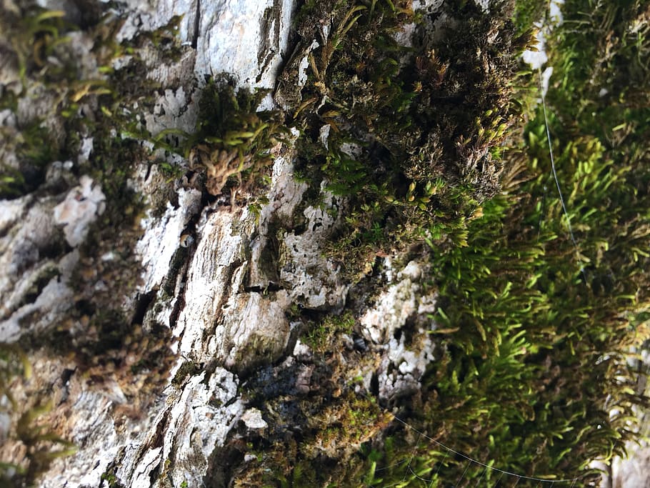schweiz, rüeterswil, moss, wood, macro, tree, bark, plant HD wallpaper