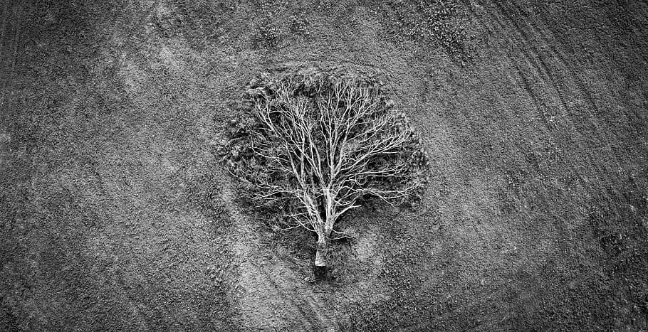 grayscale photo of tree, forest, blackandwhite, fallen tree, wild HD wallpaper