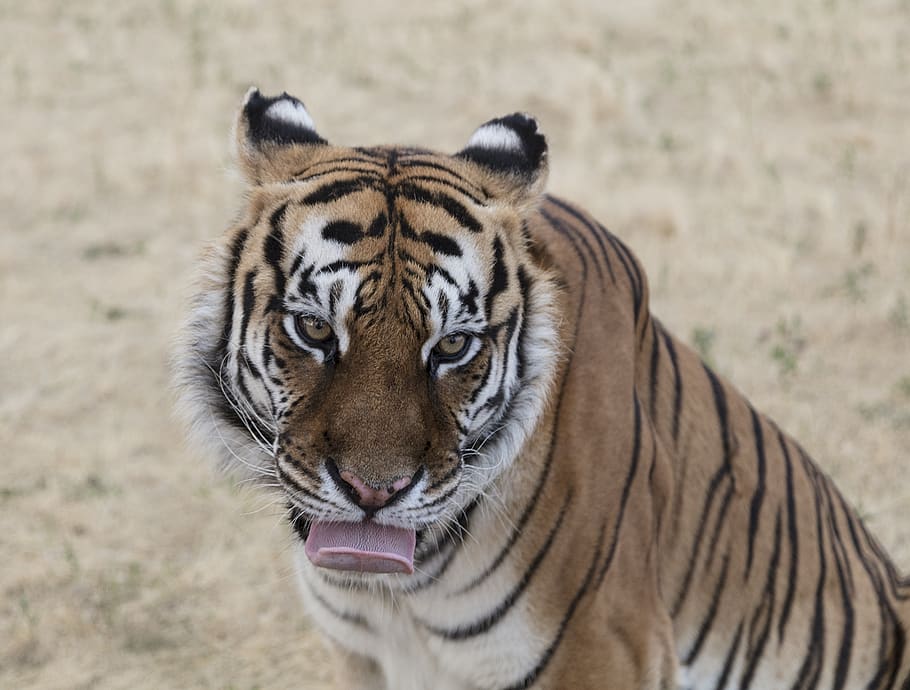tiger, big cat, predator, nature, wildlife, zoo, licking, carnivore HD wallpaper