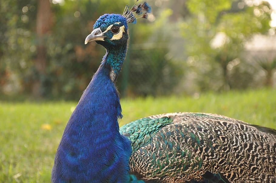 peacock, bird, exotic, pen, animal themes, animal wildlife HD wallpaper