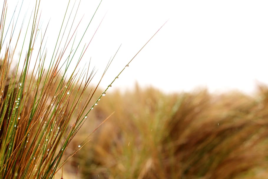 ecuador, volcano antisana, drop, grass, rocio, dew, plant, growth HD wallpaper