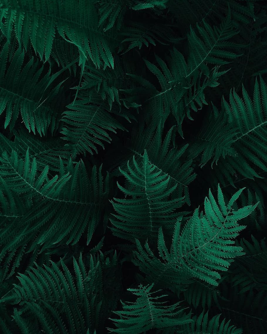 HD wallpaper: Photo of Green Fern Leaves, botany, dark green plants,  foliage | Wallpaper Flare