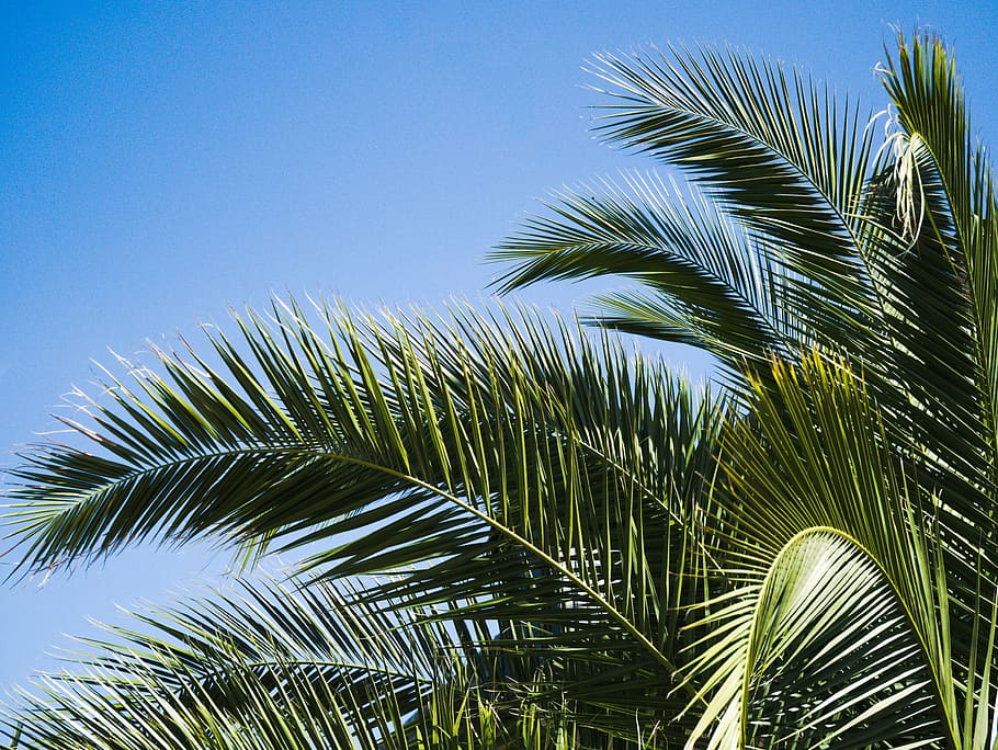 palm, nature, sky, palm tree, palm leaf, plant, tropical climate HD wallpaper