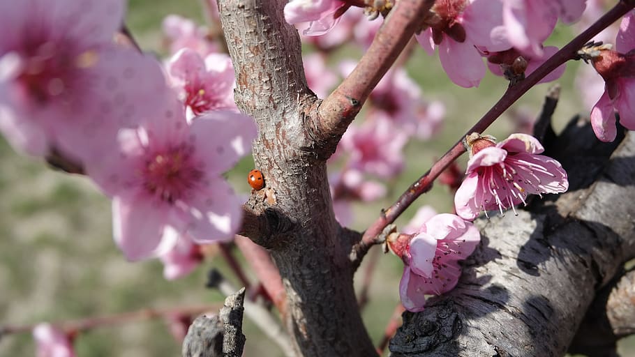 beetle, peach, spring, plant, flower, flowering plant, tree HD wallpaper