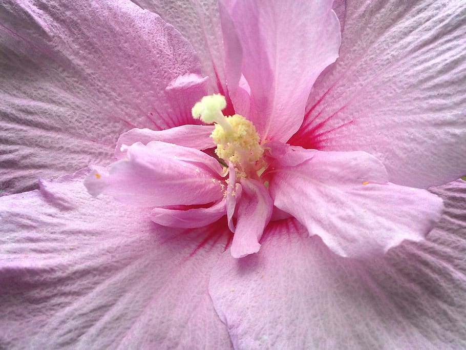 flowering plant, vulnerability, freshness, fragility, petal HD wallpaper
