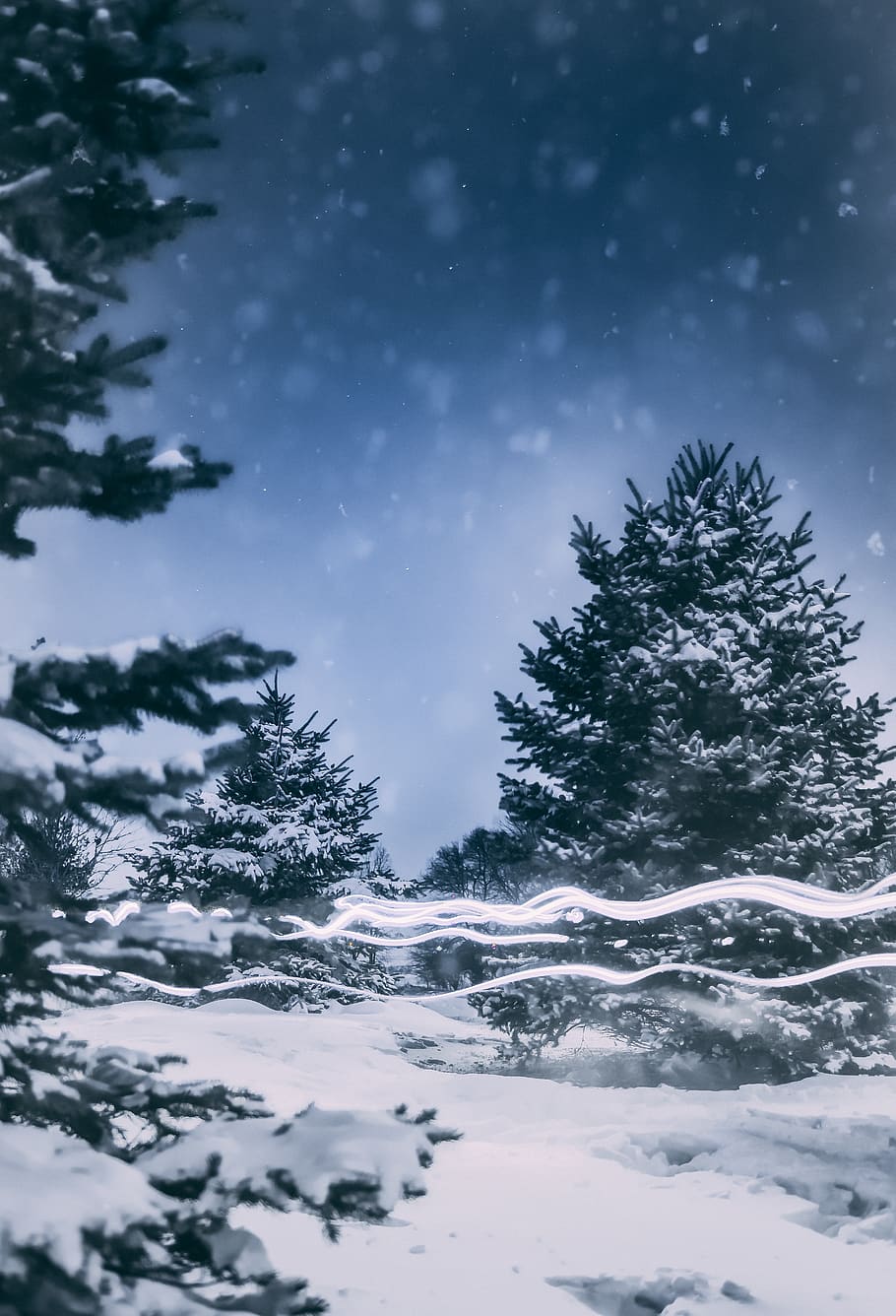 snow covered trees during daytime, abies, plant, fir, nature HD wallpaper