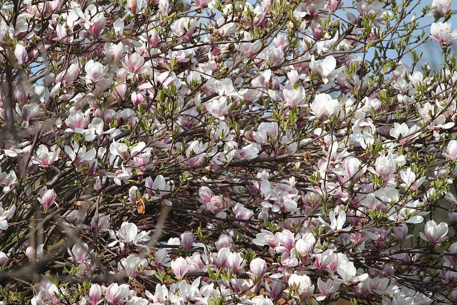 spring, garden, nature, sakura, tree, flower, flowering plant HD wallpaper