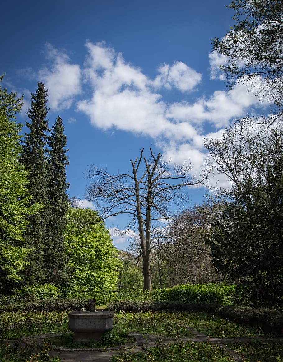 park, tree, nature, landscape, idyllic, peaceful, green, clouds HD wallpaper