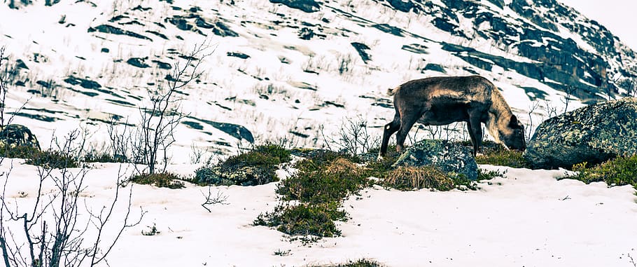 brown animal grazing in snow covered pasture, elk, wildlife, deer, HD wallpaper