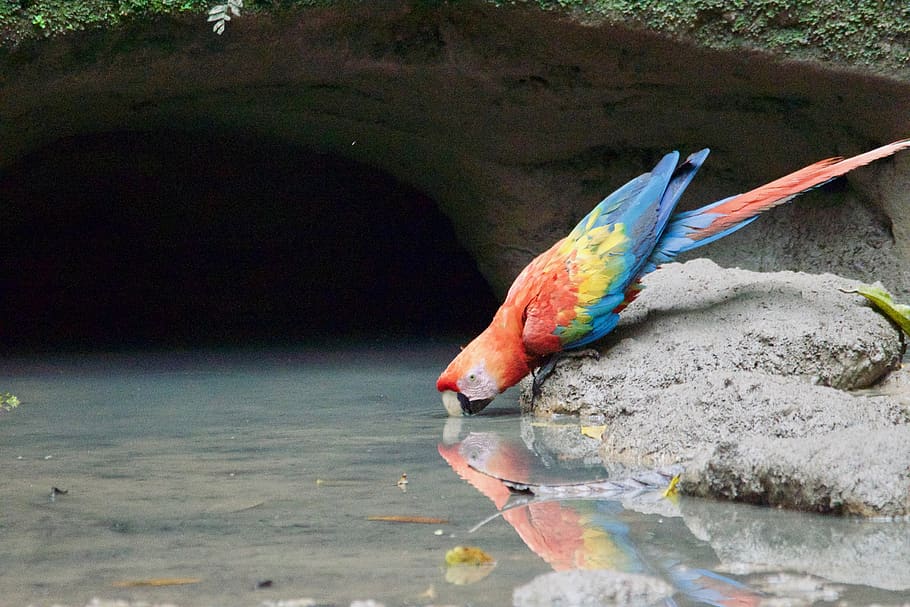 ecuador, animal, animal themes, vertebrate, animal wildlife HD wallpaper