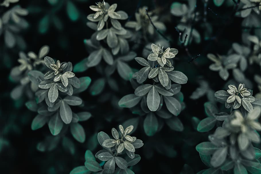 green-leafed plants, tree, blossom, flower, annonaceae, bush HD wallpaper
