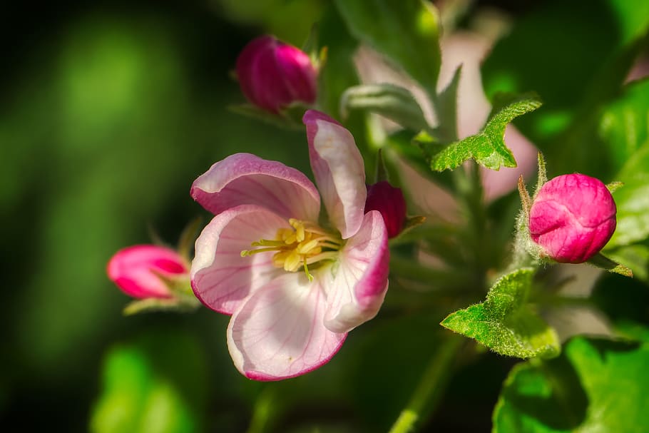 apple blossom, bloom, spring, apple tree, branch, apple tree flowers HD wallpaper