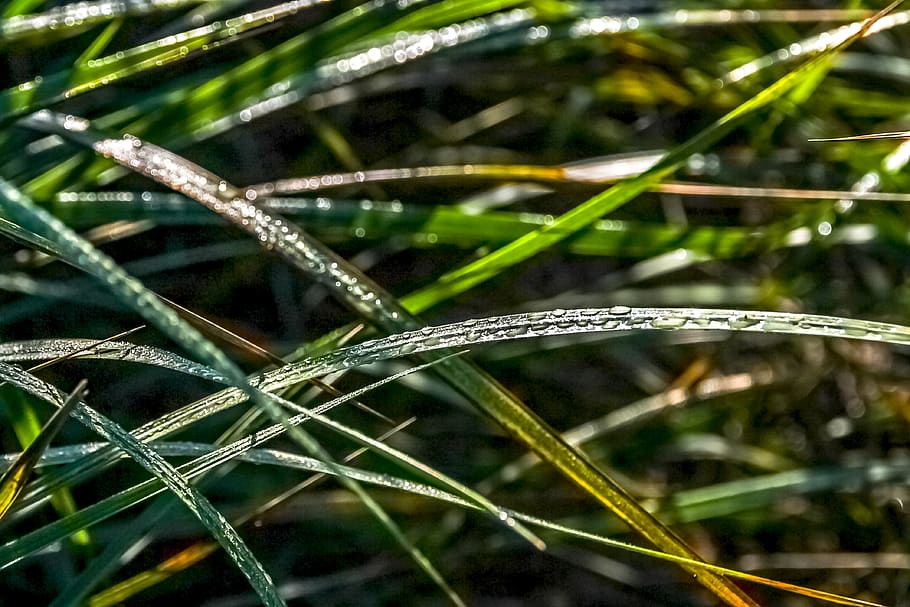 green leaf, natural, plant, close-up, summer, fresh, garden HD wallpaper