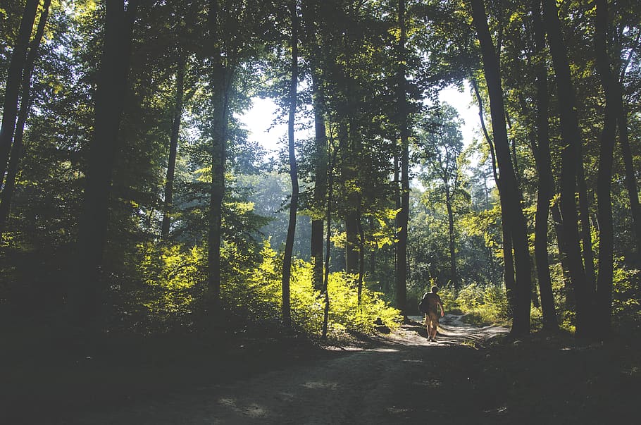 nature, landscape, woods, forest, mountain, travel, adventure HD wallpaper