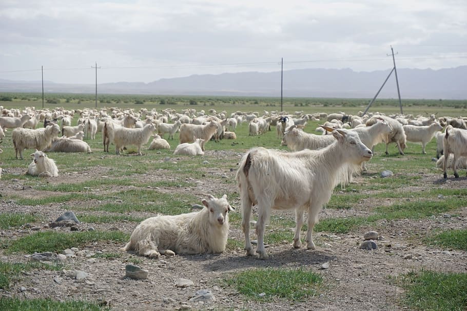 china, haixi, delhi, sheeps, grassland, mammal, group of animals, HD wallpaper