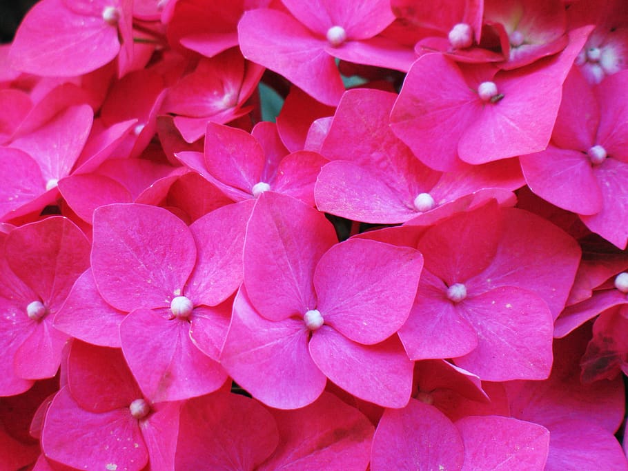 flower, hortensia, hydrangea, bloom, pink, purple, colorful HD wallpaper