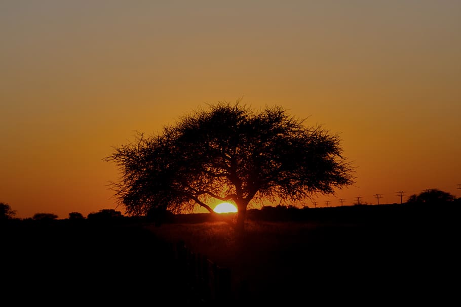 namibia, sunset, sky, silhouette, tree, plant, orange color HD wallpaper