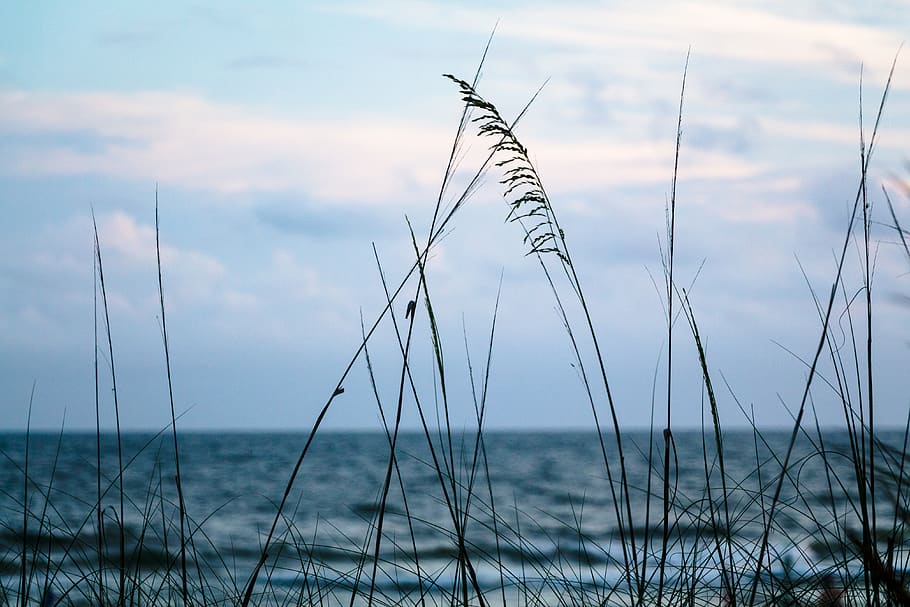 united states, perdido key, beach, ocean, sea oats, clouds, HD wallpaper