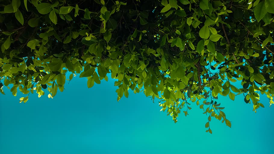 plant part, leaf, growth, tree, green color, branch, nature HD wallpaper