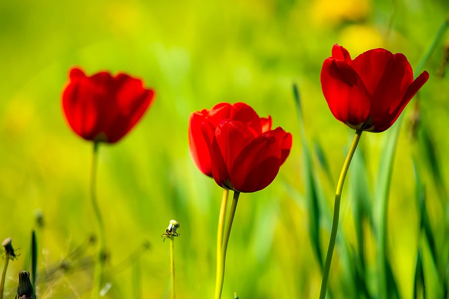 Closeup Photography of Red Tulips, blurred background, bright HD wallpaper