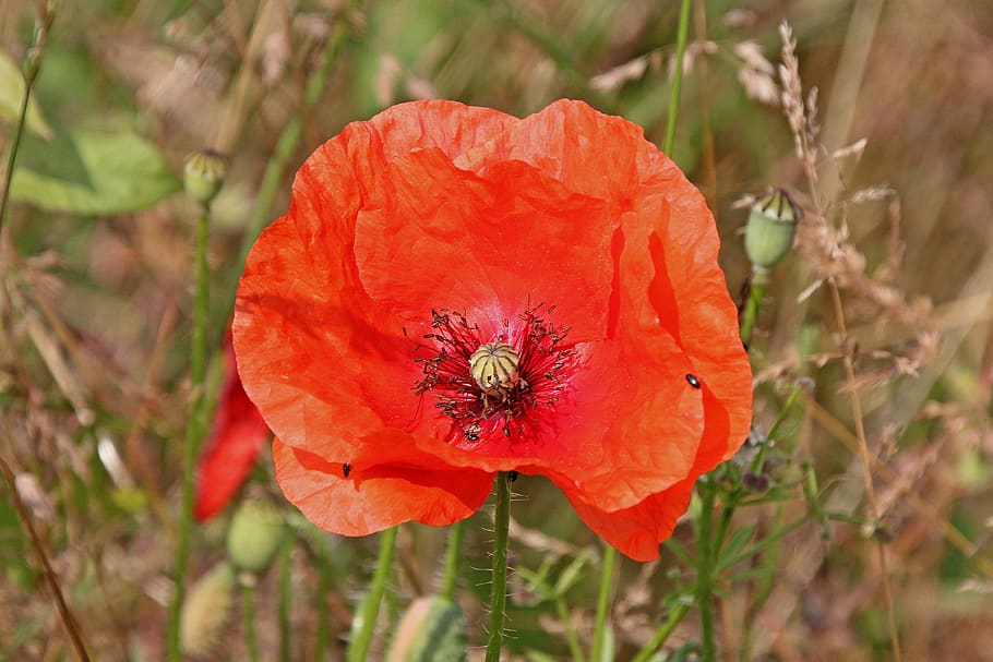 poppy, flower, nature, field, garden, plant, spring, flora HD wallpaper