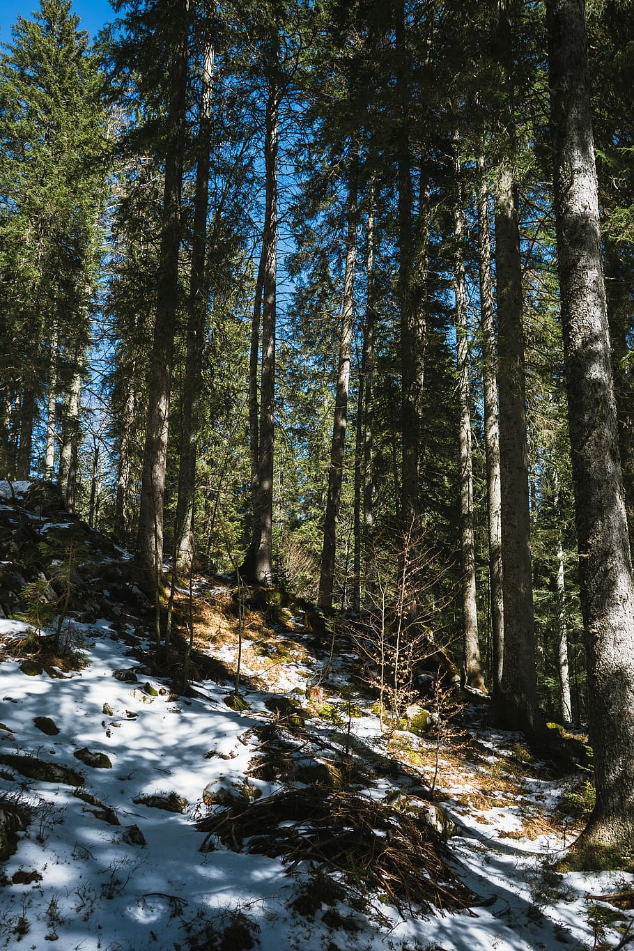 tall trees photo, plant, vegetation, nature, forest, tree trunk HD wallpaper