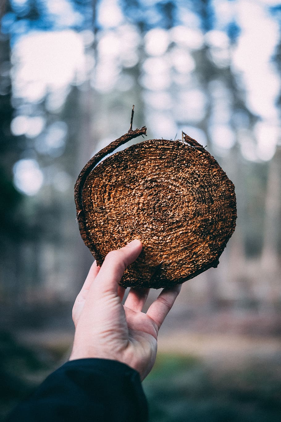 person holding round brown wood slab during daytime, tree, forest HD wallpaper