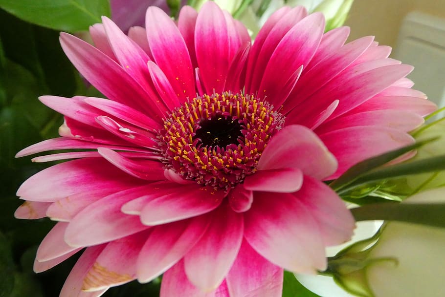 gerbera, flower, vegetable, petals, romantic, background image HD wallpaper